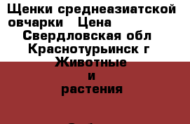 Щенки среднеазиатской овчарки › Цена ­ 15-20000 - Свердловская обл., Краснотурьинск г. Животные и растения » Собаки   